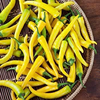 Light Yellow Brazilian Chili Capsicum annuum for planting in urban garden